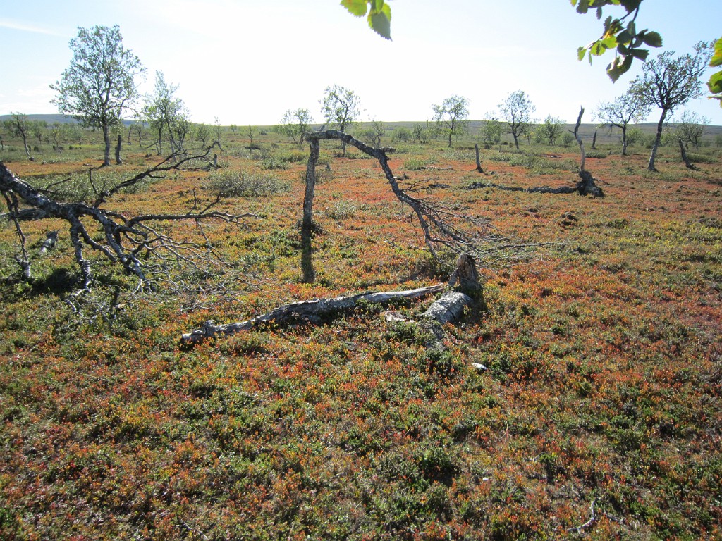 kesä 2011 355.jpg